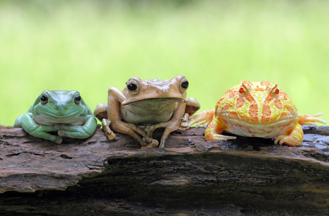 Best Frogs For First Time Frog Owners Petmd